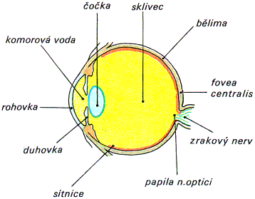 Lidské oko