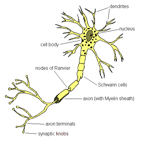 How is the nervous system connected to the muscular system Nervous Control Of Muscular Contraction