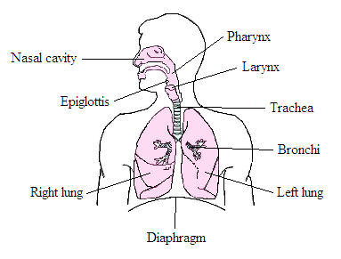 Дыхание 5 групп. The structure of the Human Respiratory System. Дыхательная система человека на прозрачном фоне. Дыхательная система гифт. The structure of the Human Respiratory tract.
