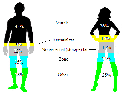 What is Body Composition? 